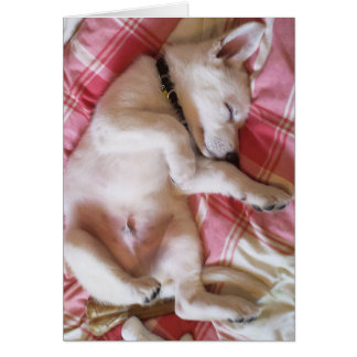 Laisser Dormir Chiens Lie Card