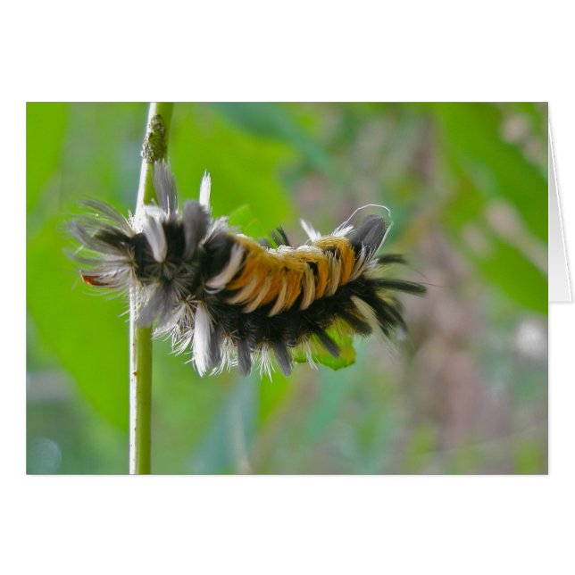 Lait Tussock Moth Caterpillar Items (Devant horizontal)