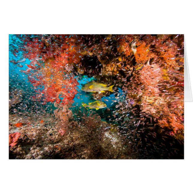 Laja Ampat 6 sous-marins (Devant horizontal)