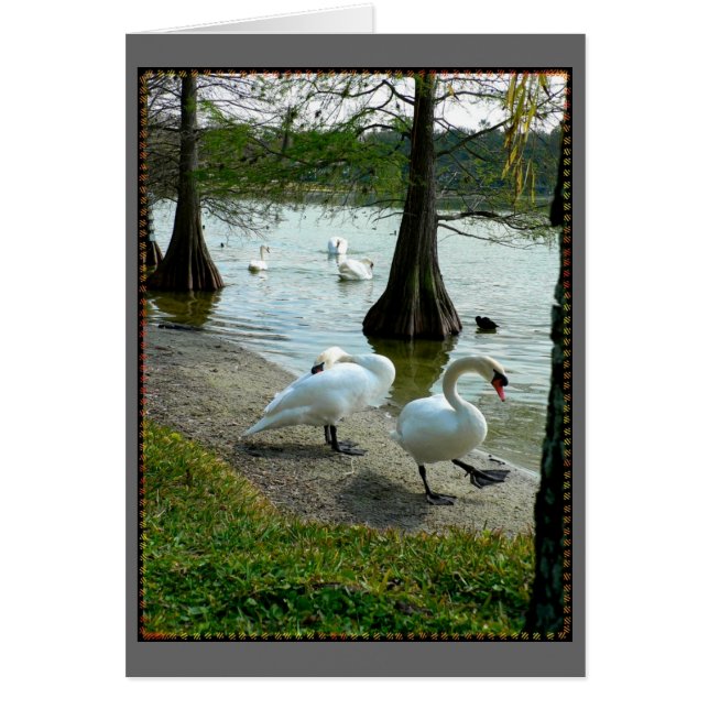 Lakeland Swans (Devant)