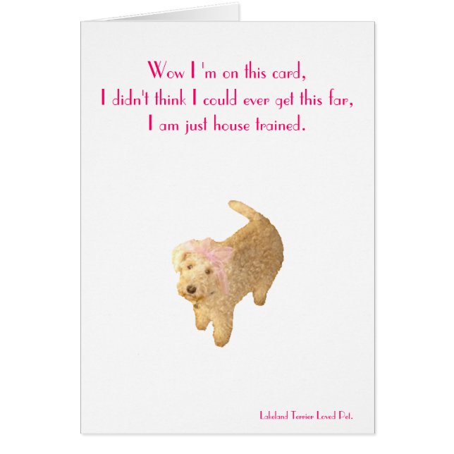 Lakeland Terrier (Devant)
