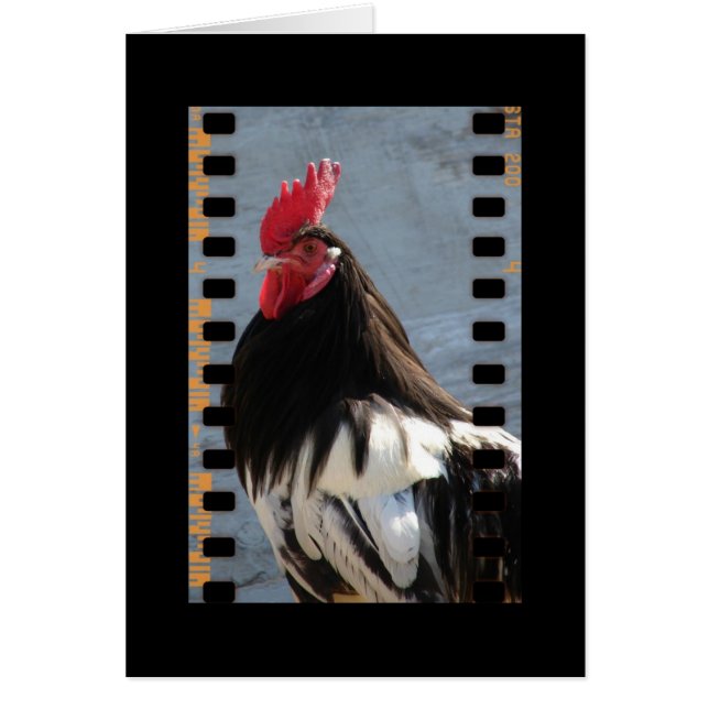 Lakenvelder Rooster Sur Film (Devant)