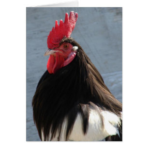 Lakenvelder Rooster Toutes les occasions Voeux vie