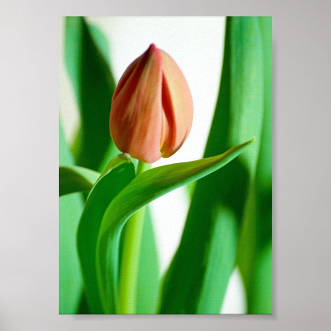 lala Impression de tulipe (Devant)