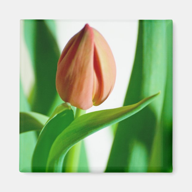 lala Tulip Magnet (Devant)