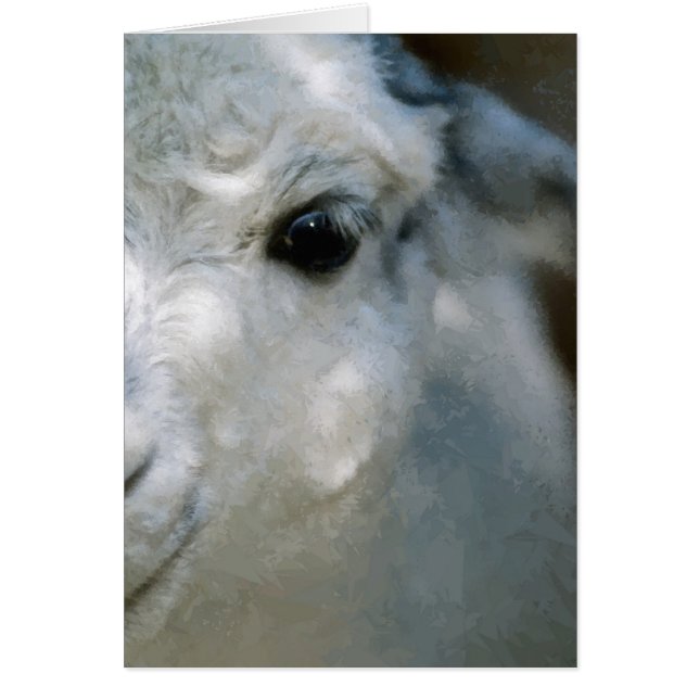 Lama (Devant)