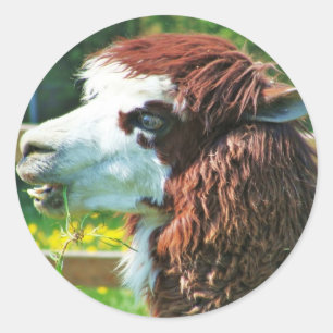 Lama - autocollant