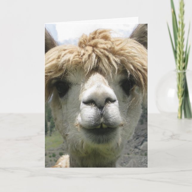LAMA JE T'AIME DES CARTES DE SALUT (Devant)