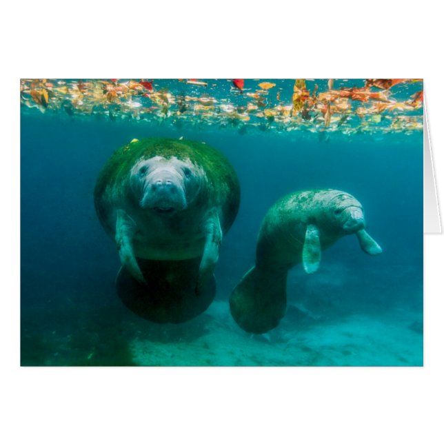 Lamantin mère avec son veau à Crystal River (Devant horizontal)