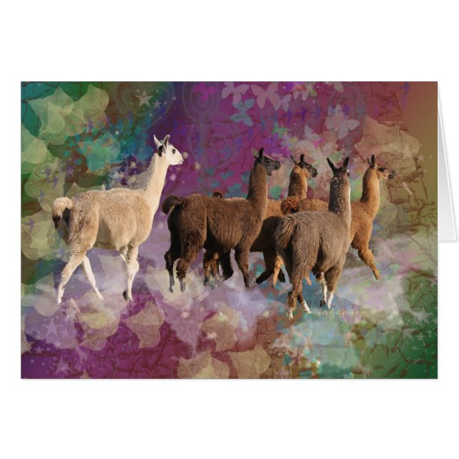 Lamas blancs et Brown d'imaginaire de promenade de (Devant Horizontal)