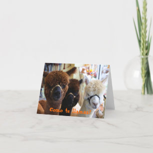 Lamas de te de Como ? Carte pour notes