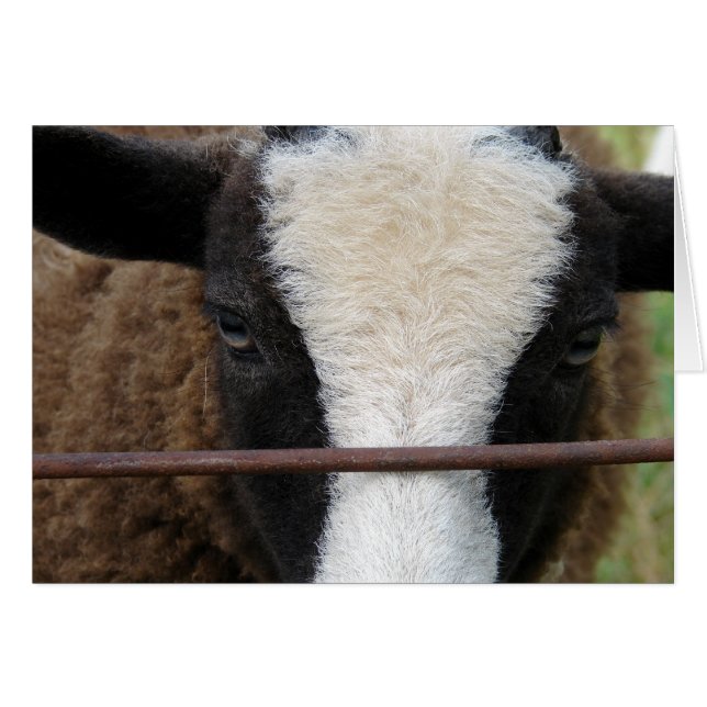 Lambchops (Devant horizontal)