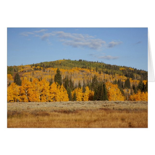 Lambert Hollow, trembles (Devant horizontal)