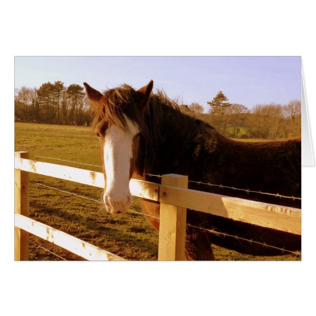 Lame blanche de cheval doux (Devant horizontal)