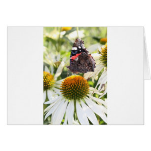 L'amiral papillon sur la fleur