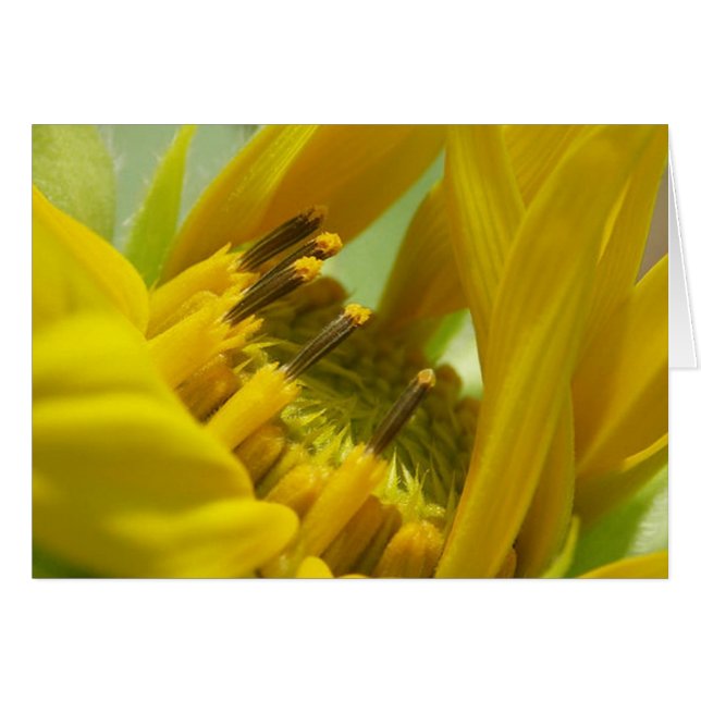 L'amo (Devant horizontal)