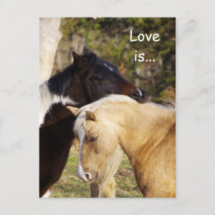 L'Amour Des Chevaux Est Des Cartes Postales