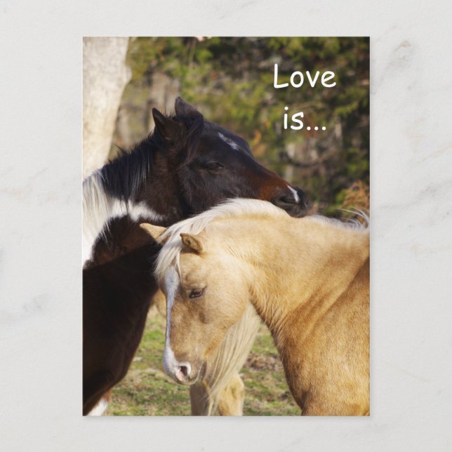 L'Amour Des Chevaux Est Des Cartes Postales (Devant)