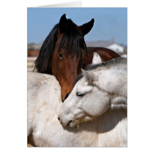 L'amour du cheval