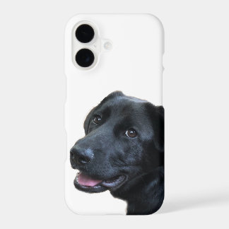 L'Amour du Labrador