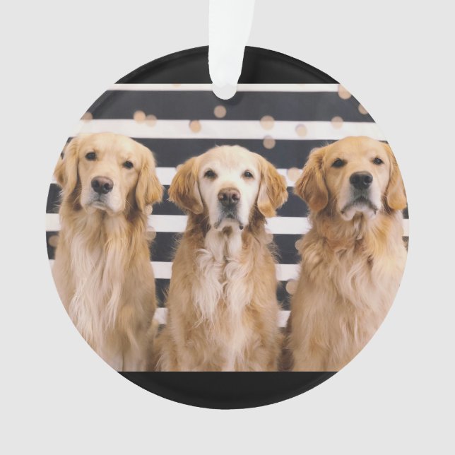 L'Amour du Rtriever (devant)