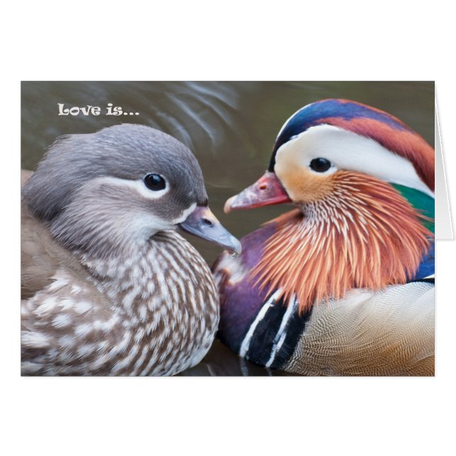 L'amour est... Mandarins (Devant horizontal)