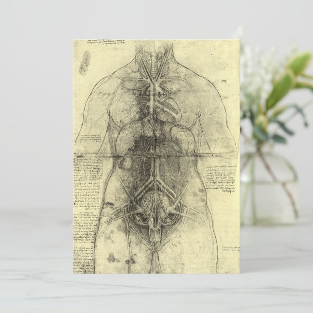 L'anatomie humaine de Léonard de Vinci, Torse fémi (Debout devant)