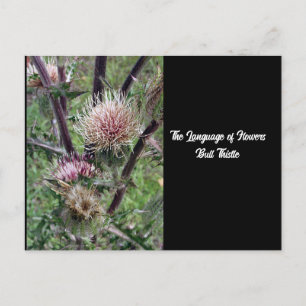 Langue des fleurs Bulle de chardon carte postale