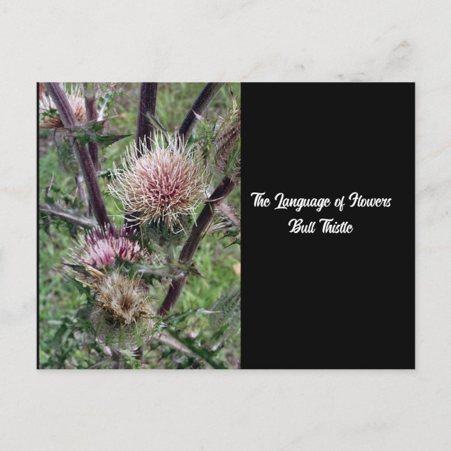 Langue des fleurs Bulle de chardon carte postale (Devant)