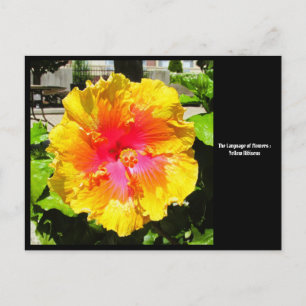 Langue des fleurs Carte postale Hibiscus jaune