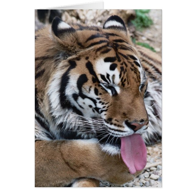 langue tigre (Devant)