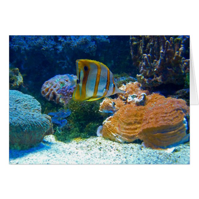 Lanscape aquatique (Devant Horizontal)