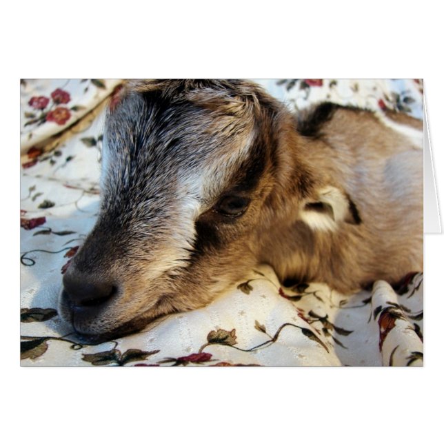 Lapin (Devant horizontal)