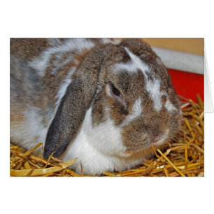Lapin à oreille de disquette