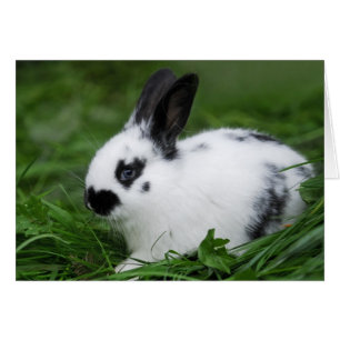 Lapin anglais de bébé mignon - animaux de bébé