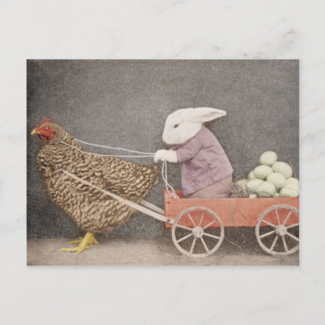 Lapin avec sa carte postale de poulet (Devant)