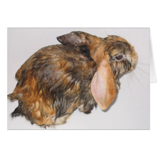 Lapin Bathtime
