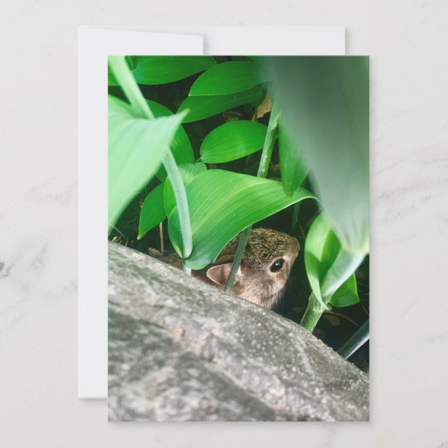 Lapin bébé (Devant)