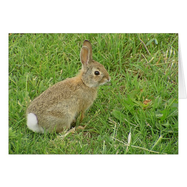 Lapin Bébé Sur La Pelouse (Devant horizontal)