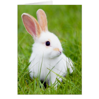 Lapin blanc