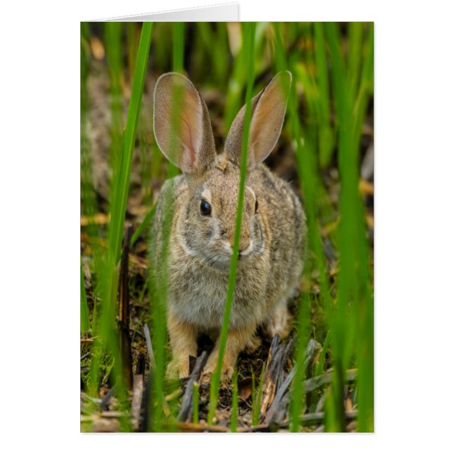 Lapin Cottontail du désert (Devant)