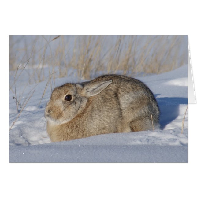 Lapin Cottontail R5 dans la neige (Devant horizontal)