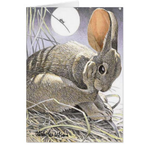 Lapin, cricket et lune "NUITS d'ÉTÉ "