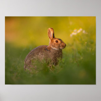 Lapin dans le poster de lumière du soir