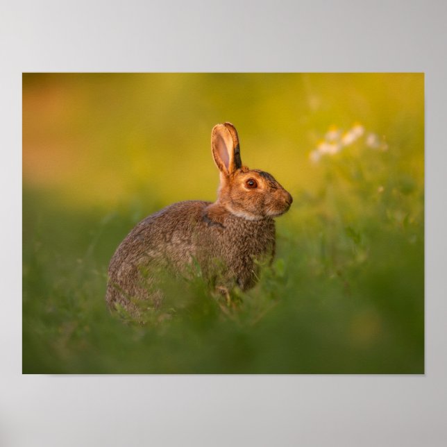 Lapin dans le poster de lumière du soir (Devant)