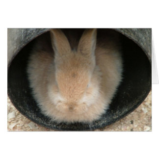 lapin dans une pipe