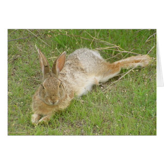 Lapin en pause
