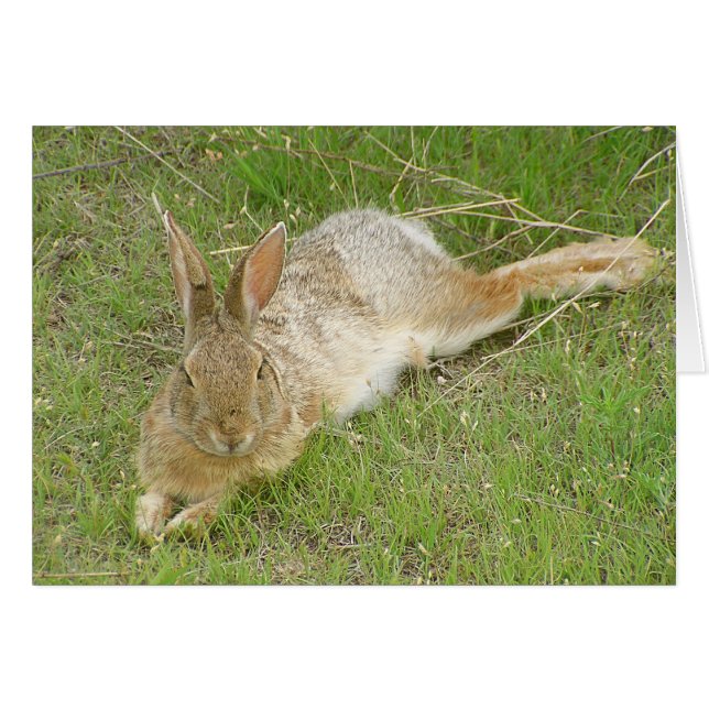 Lapin en pause (Devant horizontal)