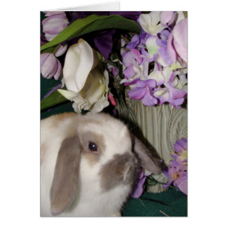 Lapin et fleurs 08