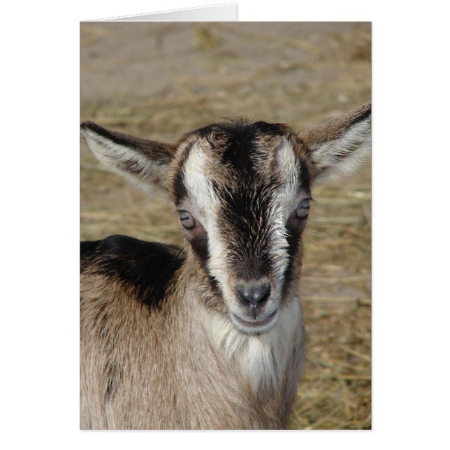 Lapin La Chèvre (Devant)